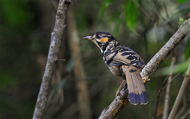 Chestnut-eared Laughingthrush (Ianthocincla konkakinhensis) at Mang Den (Mang Canh forest), Central Vietnam. Photo by: Bui Duc Tien - Vietnam Birdwatching Tours - Vietbirdtours.com